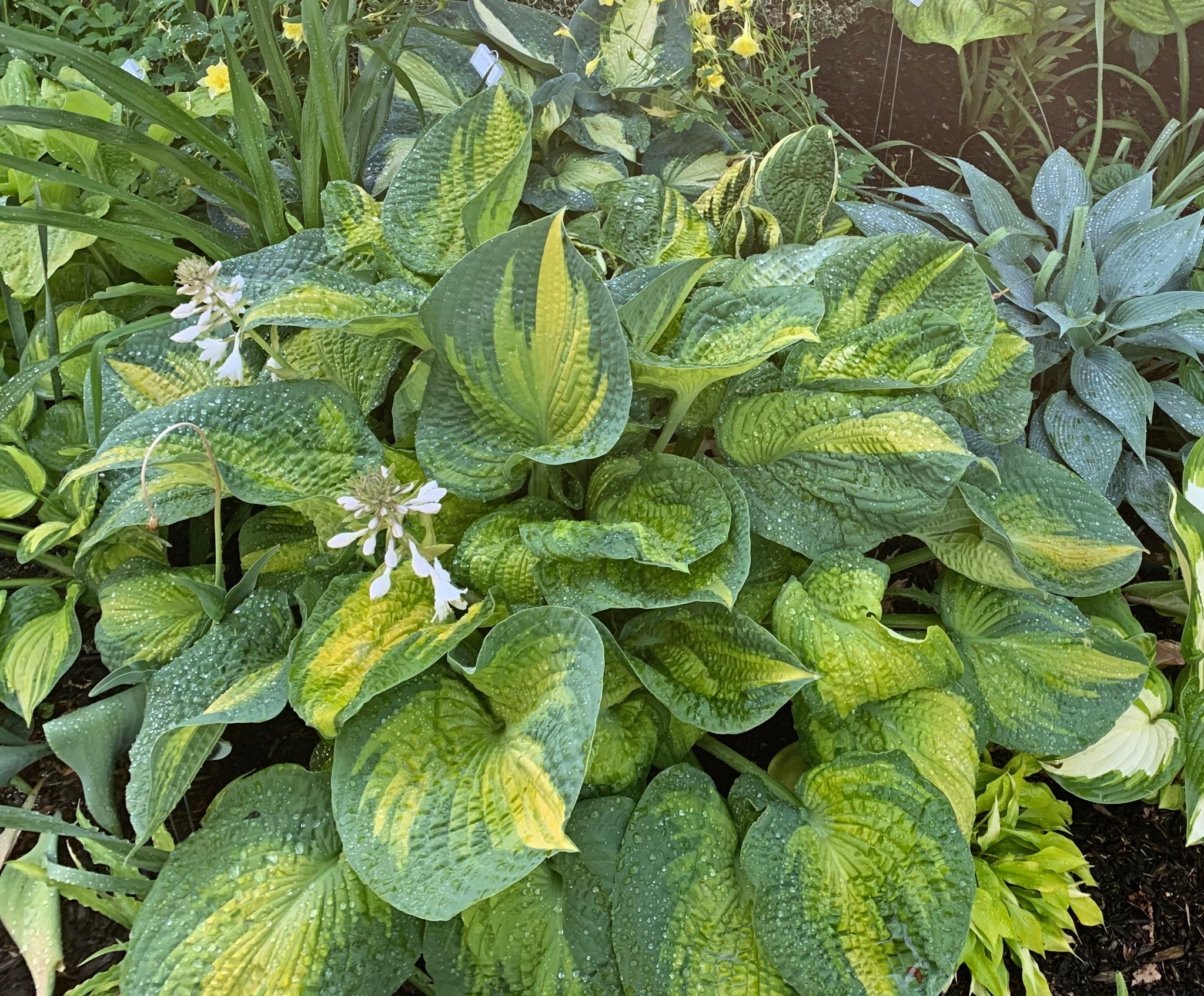 New Hampshire Hostas Brother Stefan Hosta - Thumbnail 4