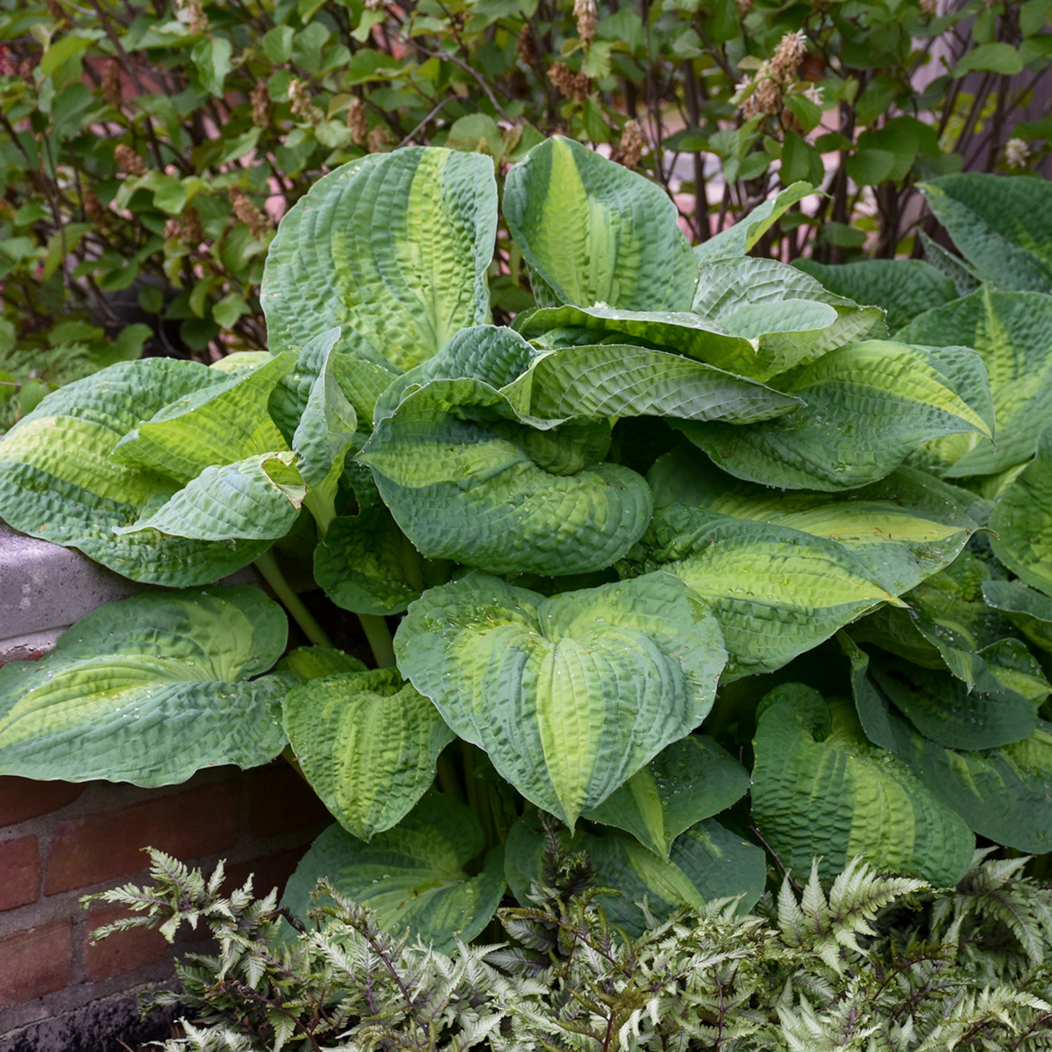 New Hampshire Hostas Brother Stefan Hosta - Thumbnail 5