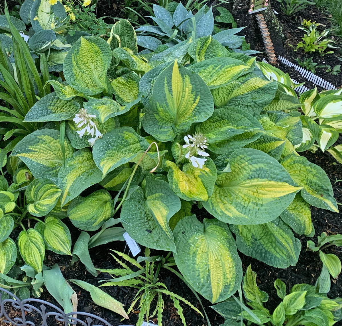 Brother Stefan Hosta Giant Sun Tolerant Slug Resistant Hosta Plant – NH ...