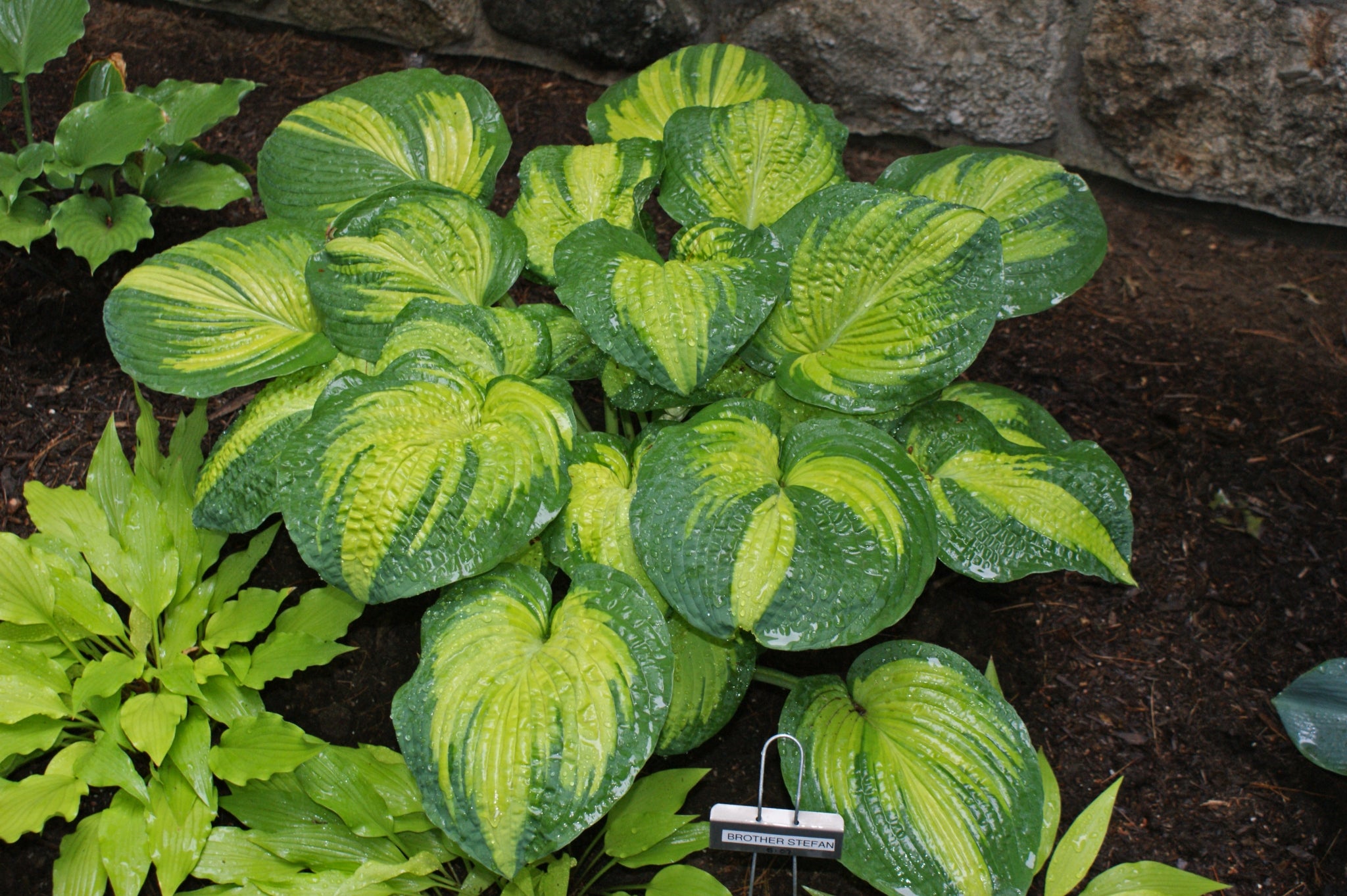 New Hampshire Hostas Brother Stefan Hosta - Thumbnail 3