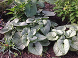 Brunnera 'Silver Heart' Courtesy of Growing Colors