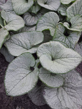 Brunnera 'Silver Heart' Courtesy of Growing Colors