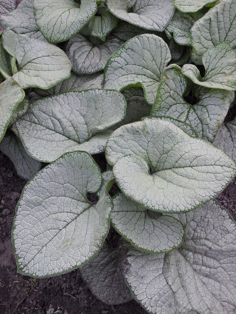 Brunnera 'Silver Heart' Courtesy of Growing Colors