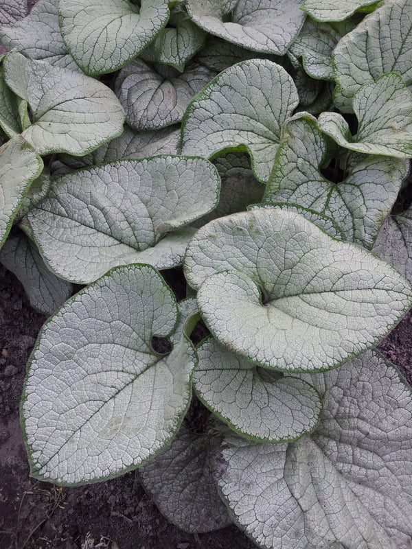 Brunnera 'Silver Heart' Courtesy of Growing Colors