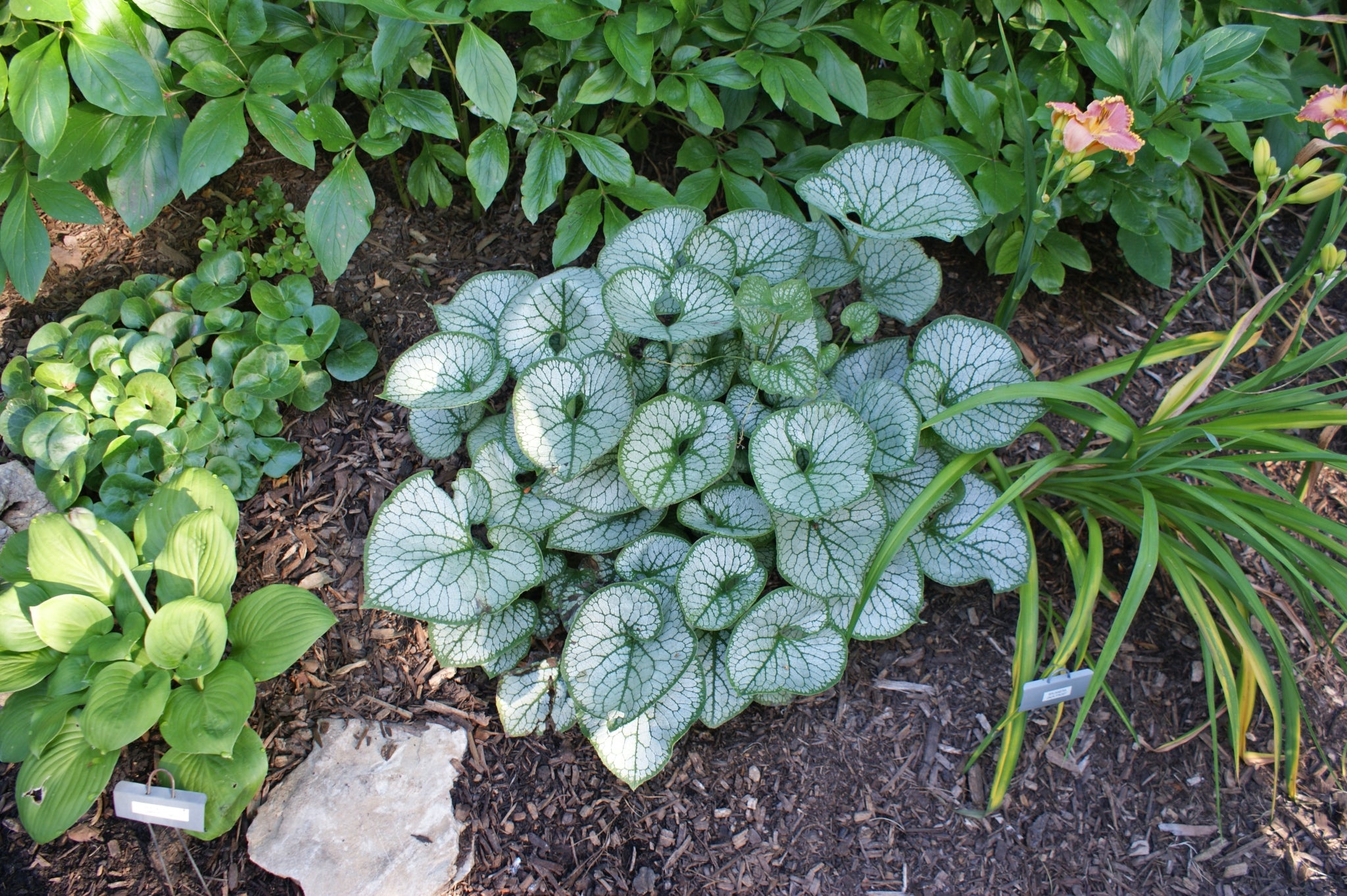 Brunnera 'Jack Frost' - Shade Perennial Plant – NH Hostas