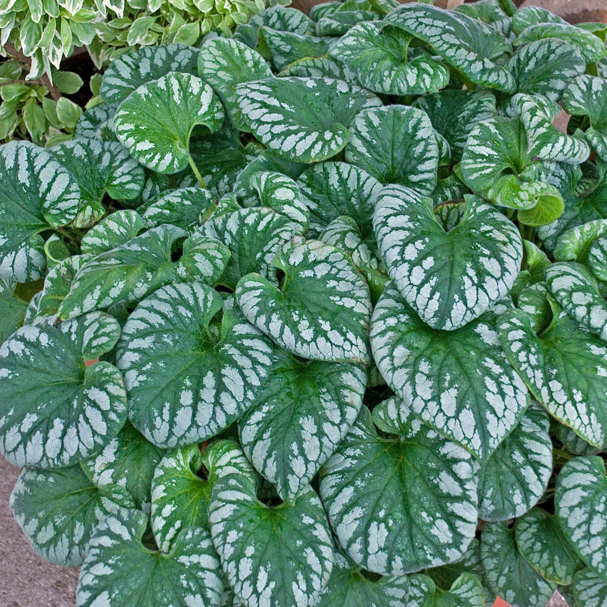 Brunnera 'Emerald Mist' PP20460