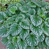 Brunnera 'Emerald Mist' PP20460