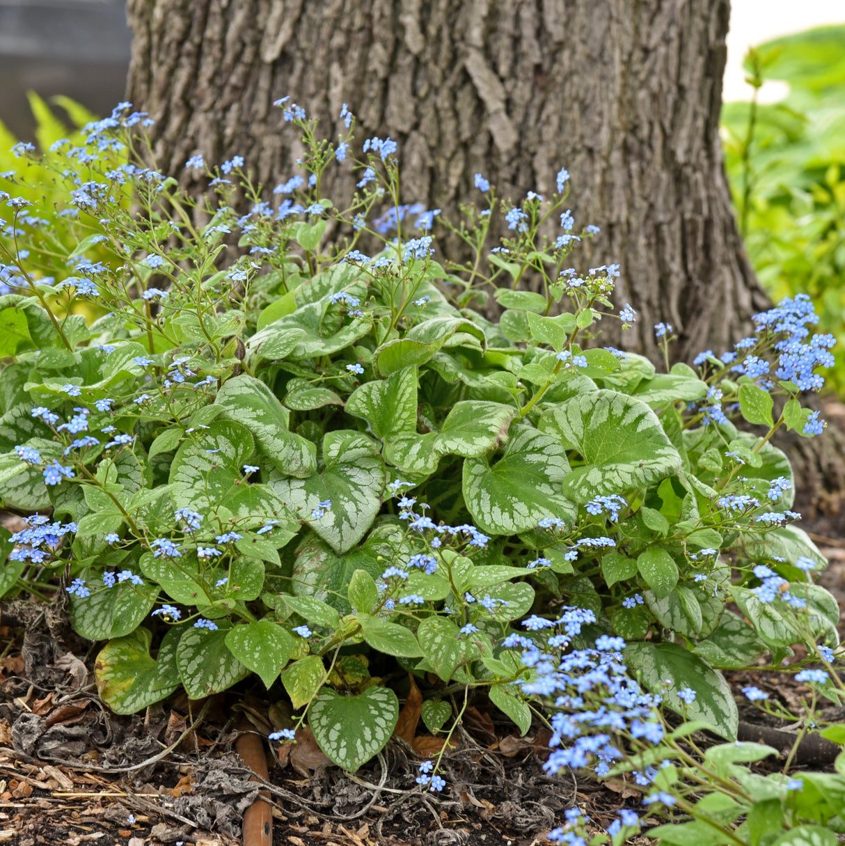 Brunnera 'Emerald Mist' PP20460