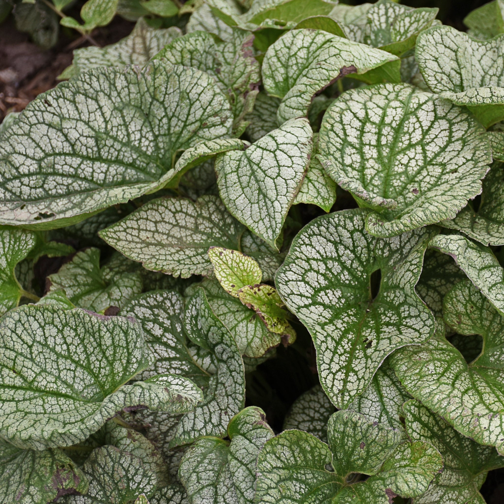 Brunnera macrophylla 'Queen of Hearts' PP32737 - 65mm Elle Plug