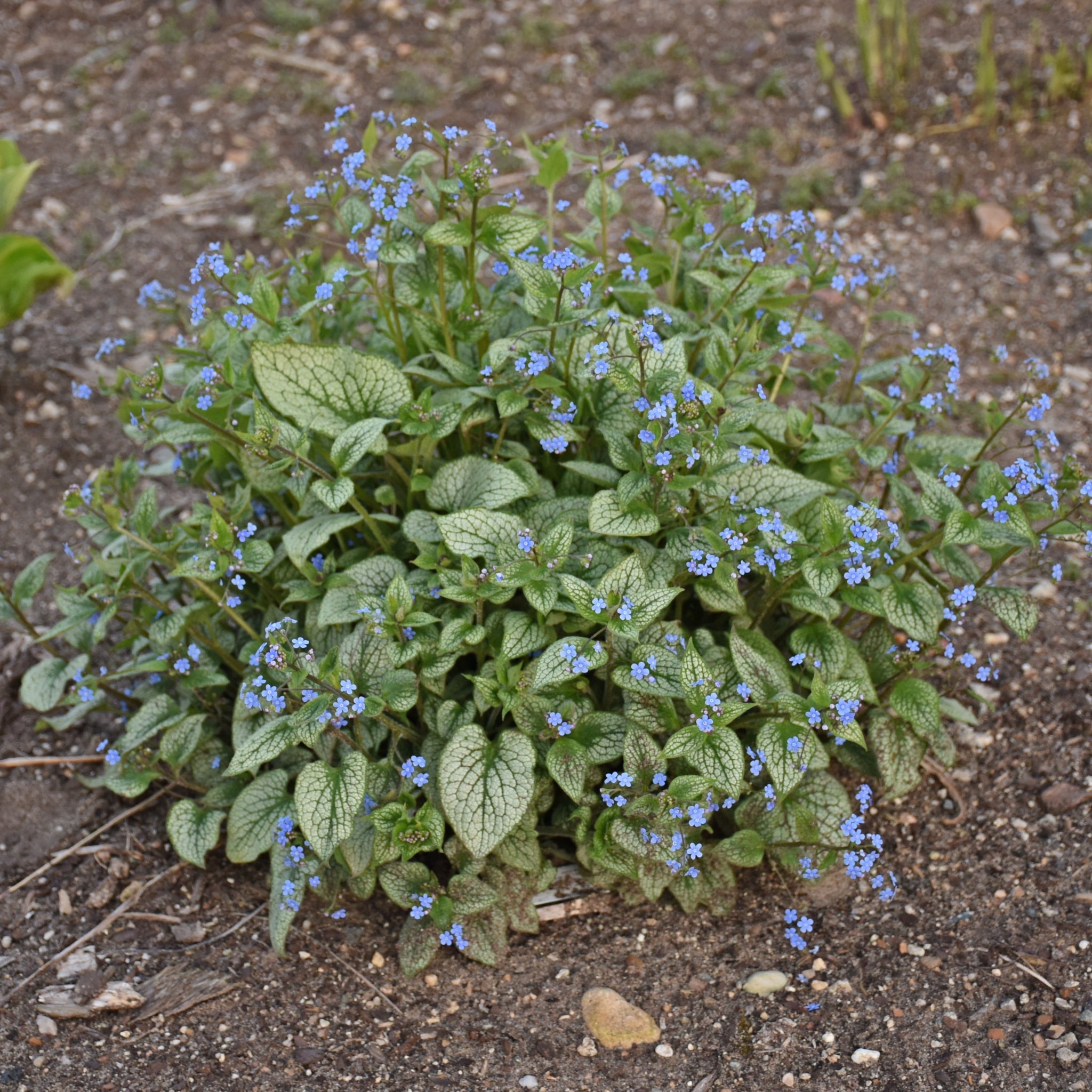 Brunnera macrophylla 'Queen of Hearts' PP32737 - 65mm Elle Plug