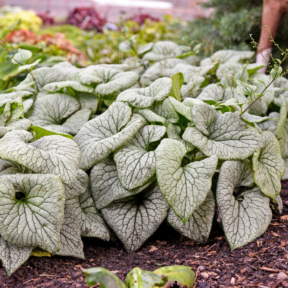 Brunnera macrophylla 'Sterling Silver' PP31280 – NH Hostas