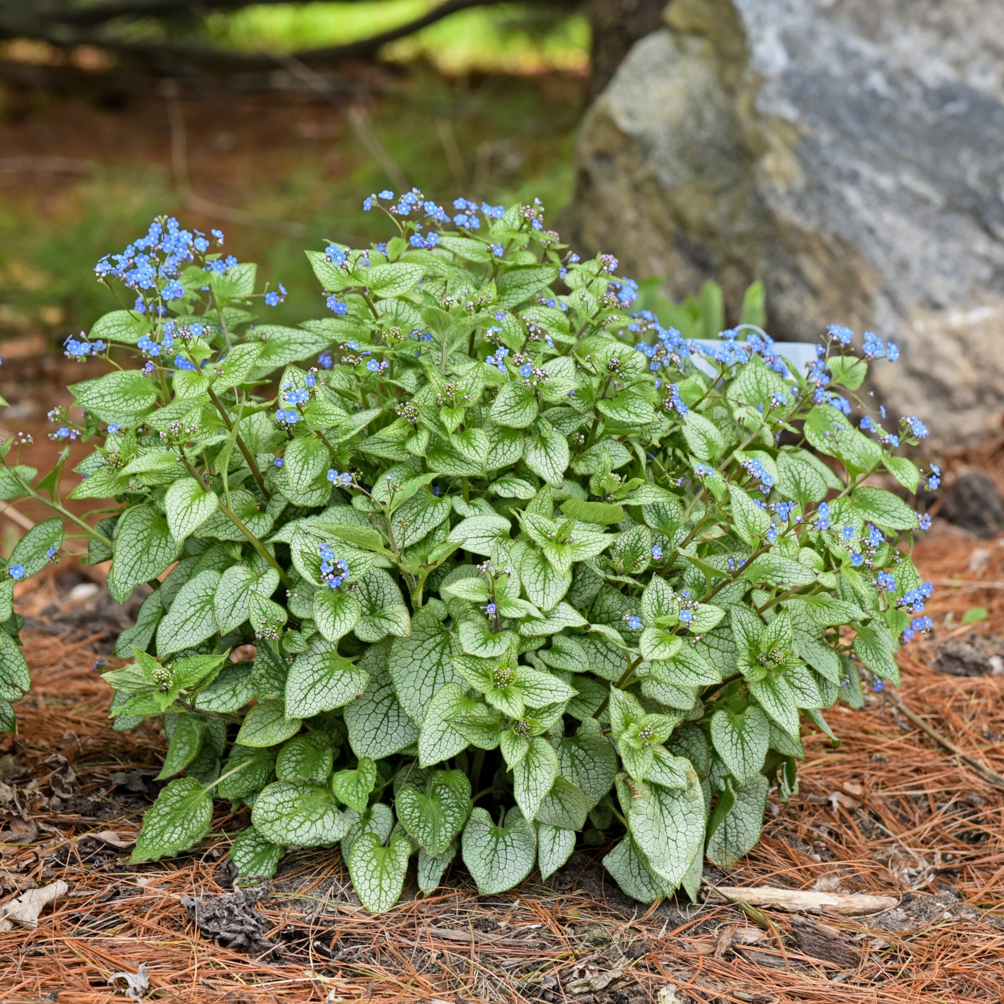 Brunnera macrophylla 'Sterling Silver' PP31280 – NH Hostas