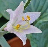 Brutan Star Hosta Courtesy of G. Ragus
