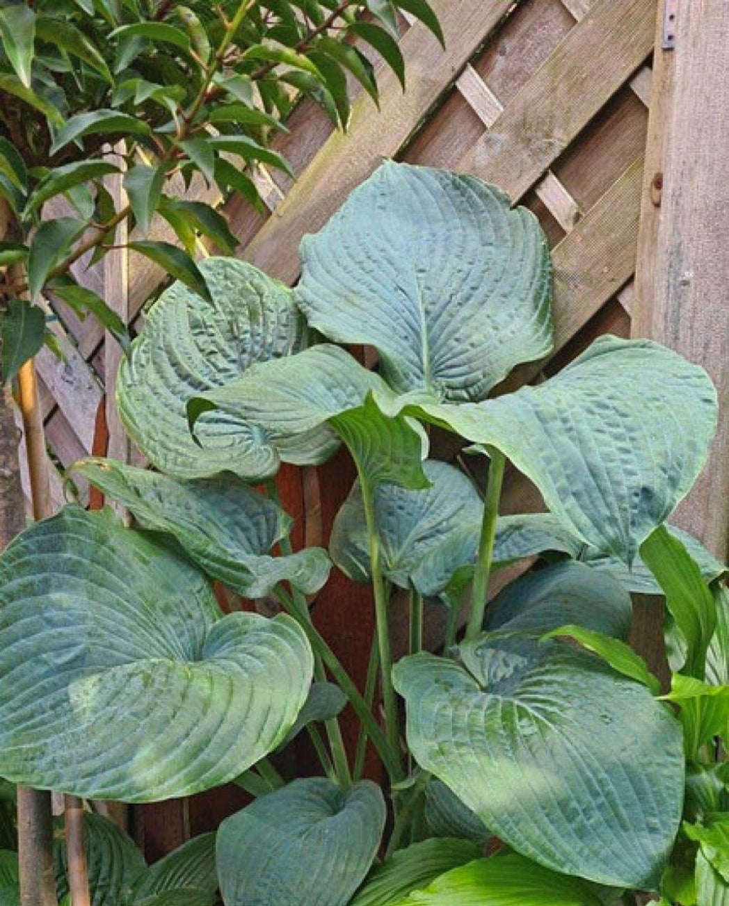 Brutan Star Hosta Courtesy of G. Ragus