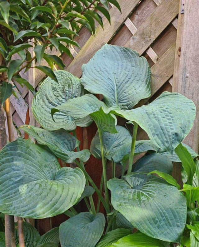 Brutan Star Hosta Courtesy of G. Ragus