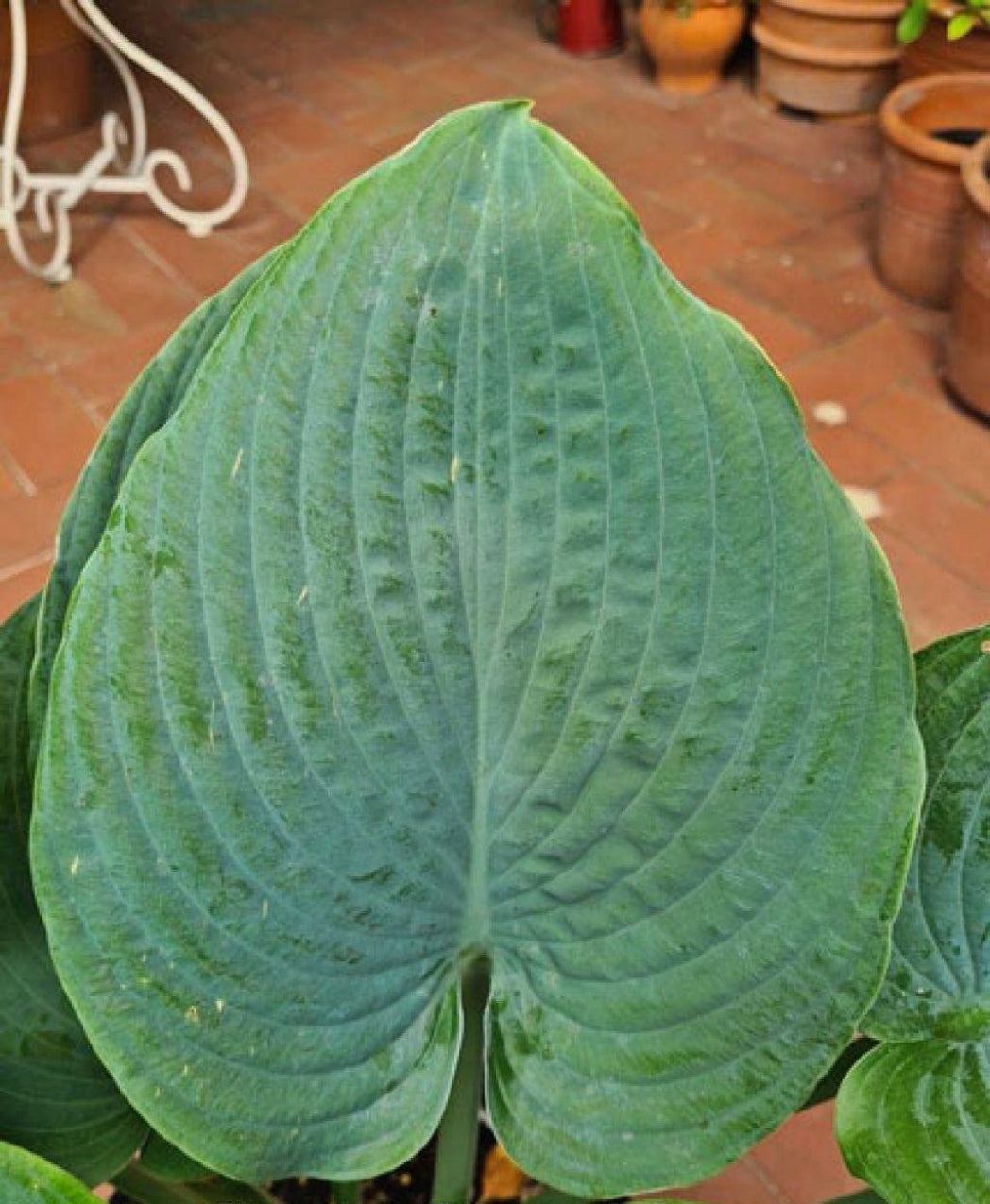 Brutan Star Hosta Courtesy of G. Ragus