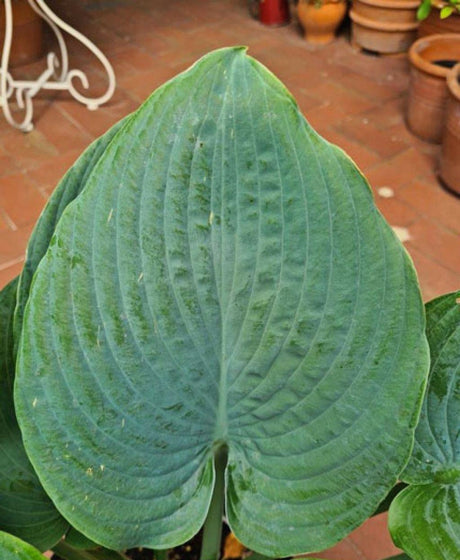 Brutan Star Hosta Courtesy of G. Ragus