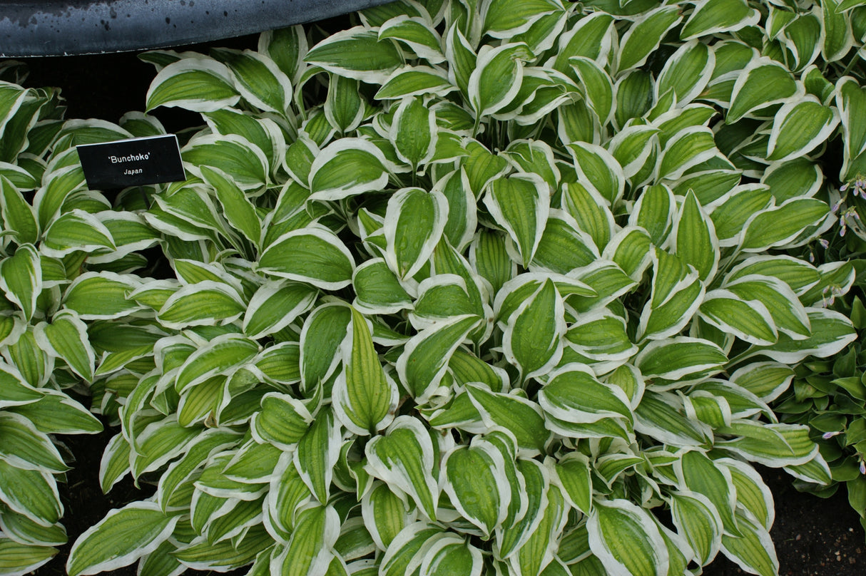 Bunchoko Hosta