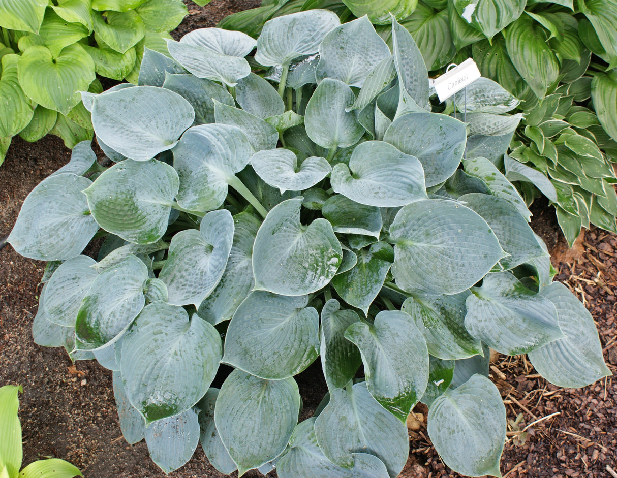 Camelot Hosta - 4.5 Inch Container