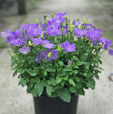 Campanula carpatica 'Rapido Blue' Courtesy of Growing Colors
