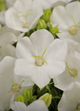 Campanula carpatica 'Rapido White' Courtesy of Growing Colors