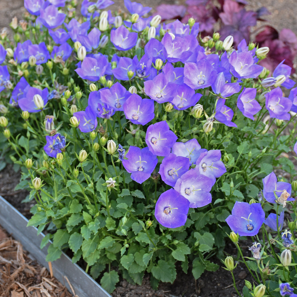 Campanula carpatica 'Rapido Blue' Courtesy of Growing Colors