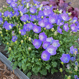 Campanula carpatica 'Rapido Blue' Courtesy of Growing Colors