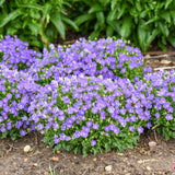 Campanula c. 'Midnight' PPAF CPBRAF