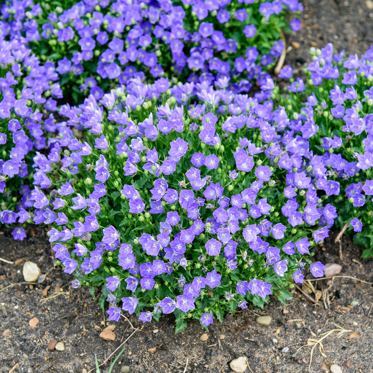 Campanula c. 'Midnight' PPAF CPBRAF