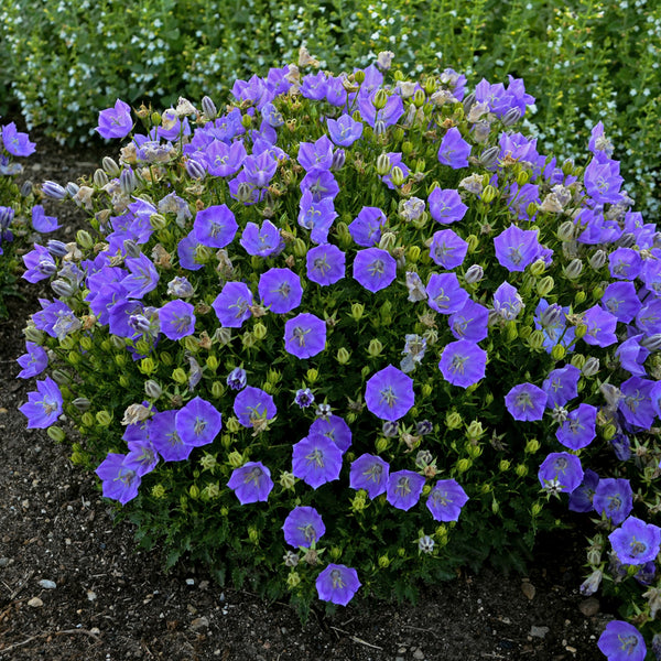 Campanula carpatica 'Rapido Blue' Courtesy of Walters Gardens