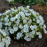 Campanula carpatica 'Rapido White' Courtesy of Walters Gardens