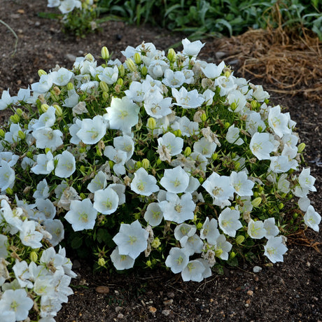 Campanula carpatica 'Rapido White' Courtesy of Walters Gardens
