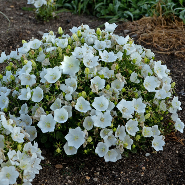 Campanula carpatica 'Rapido White' Courtesy of Walters Gardens