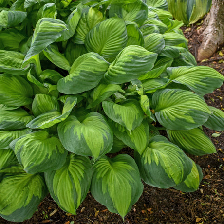 Captain Kirk Hosta - 4.5 Inch Container