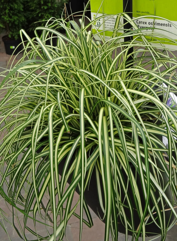 Carex oshimensis 'Evergold' Courtesy of Growing Colors