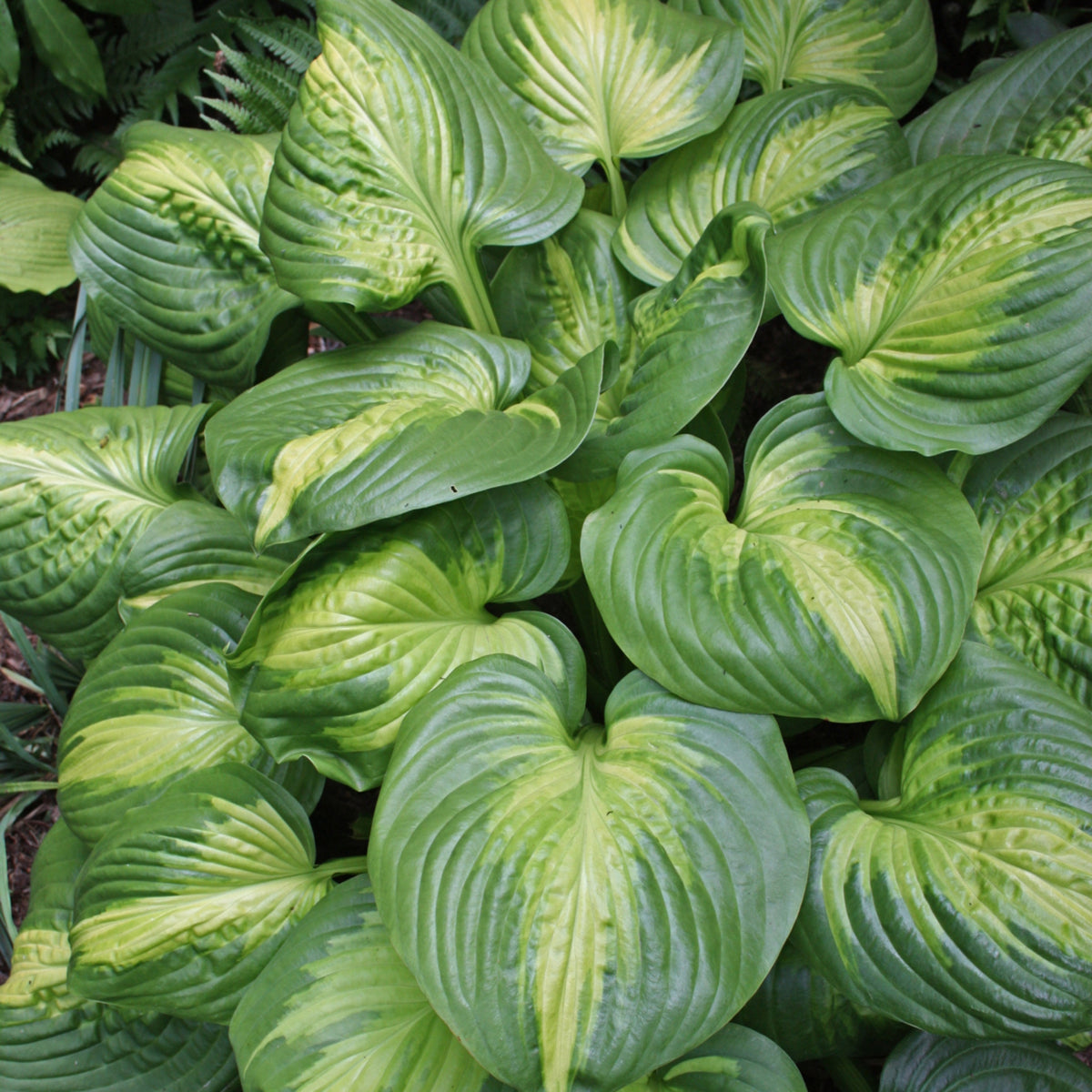 Hosta Sample Fascinating Hosta Varieties | Add Instant Impact To Your Summer Garden ...