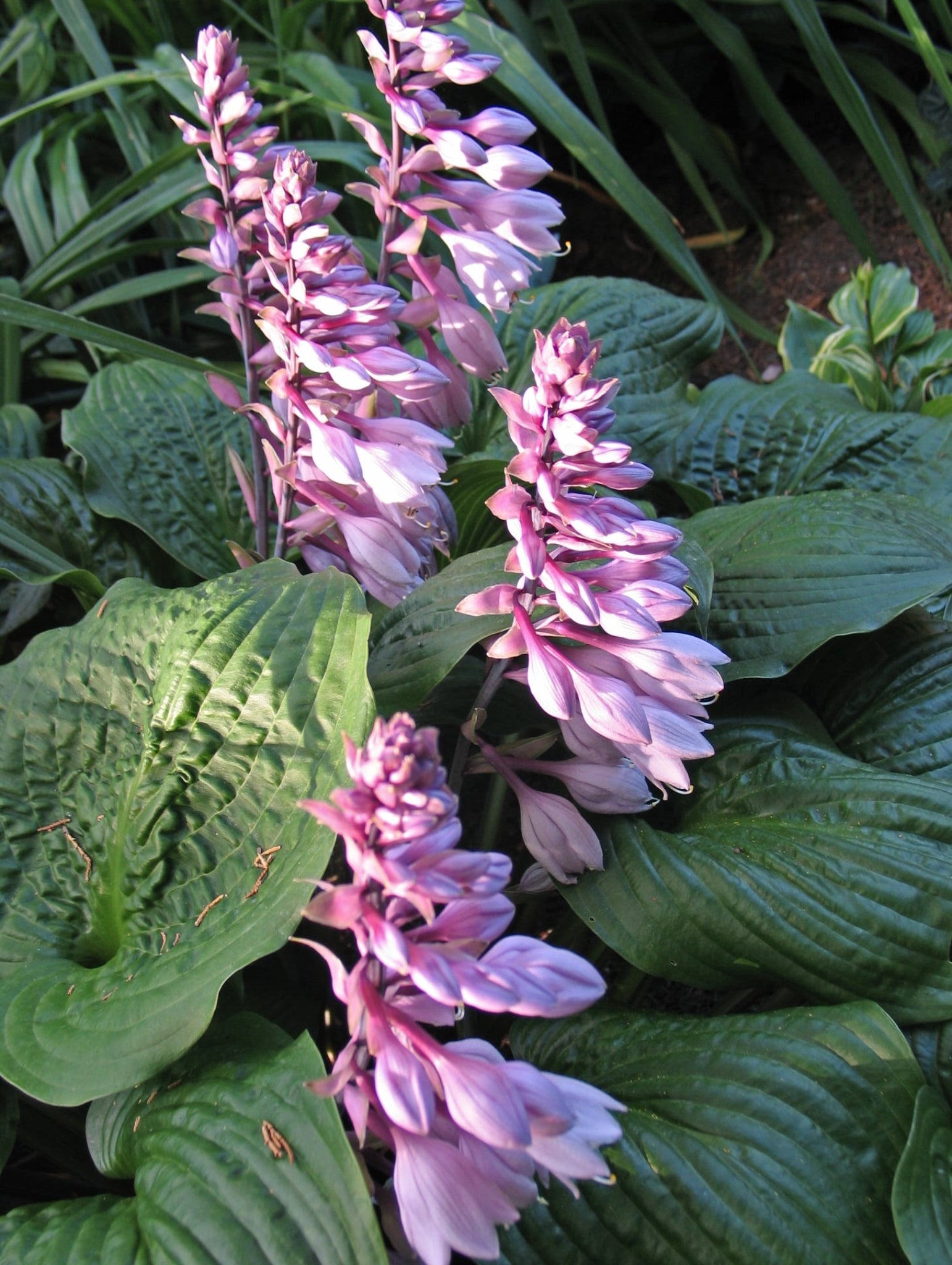 Celtic Bouquet Hosta – NH Hostas
