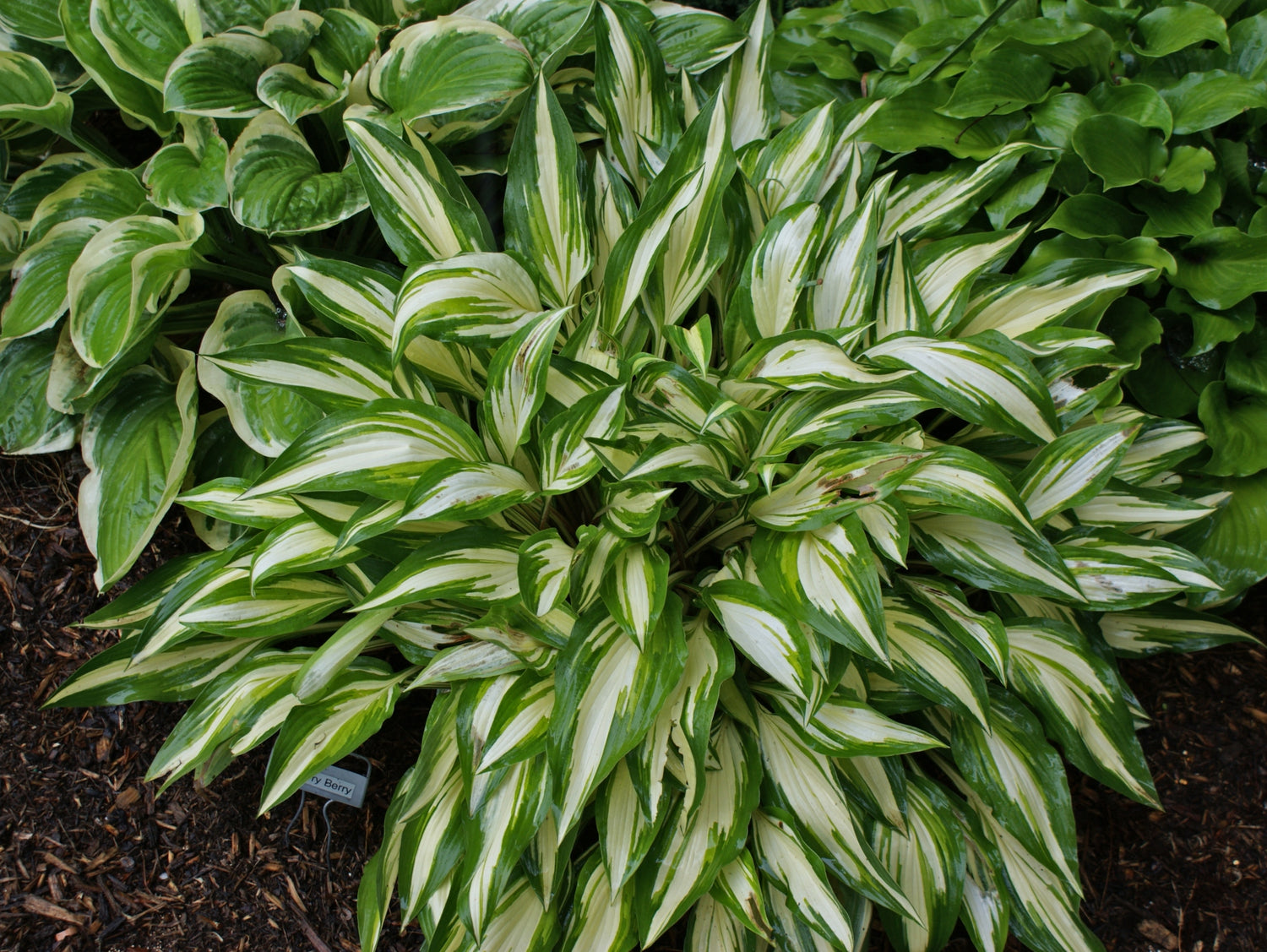 Cherry Berry Hosta - Shade Perennial Sun Tolerant Hosta Plant – NH Hostas