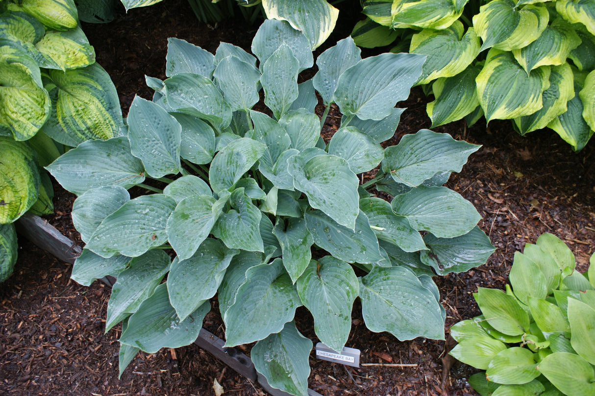 Chesapeake Bay Hosta