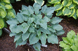 Chesapeake Bay Hosta