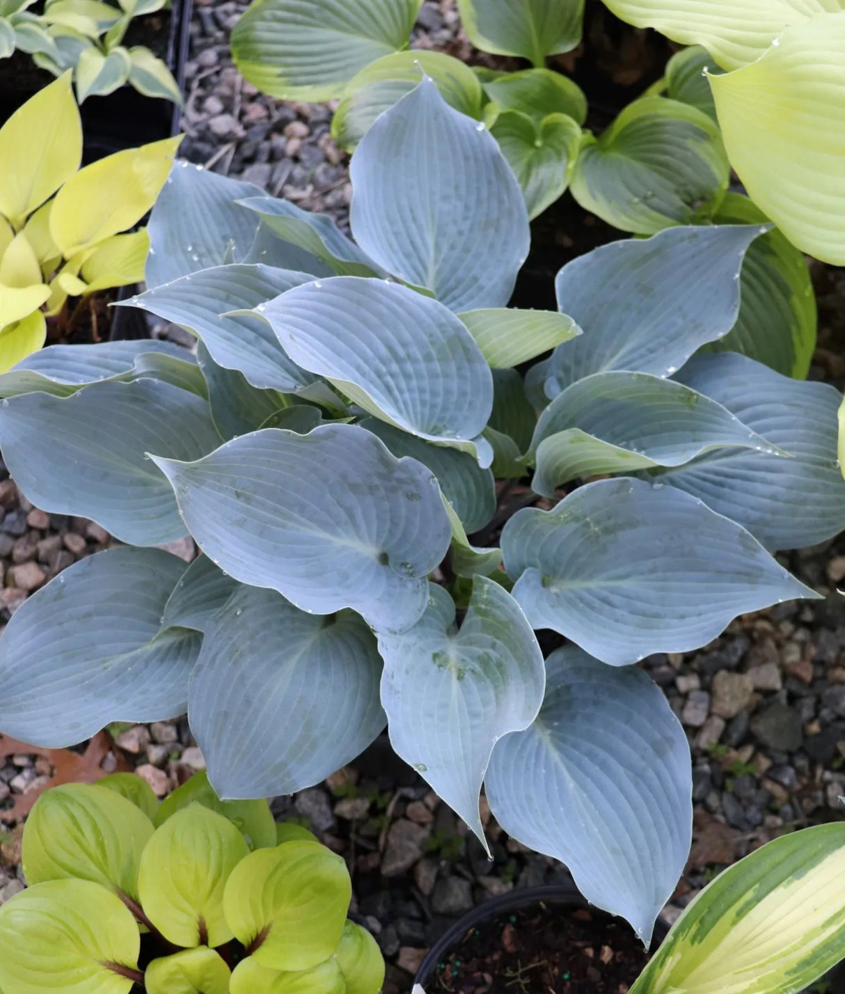 Chicago Blues Hosta