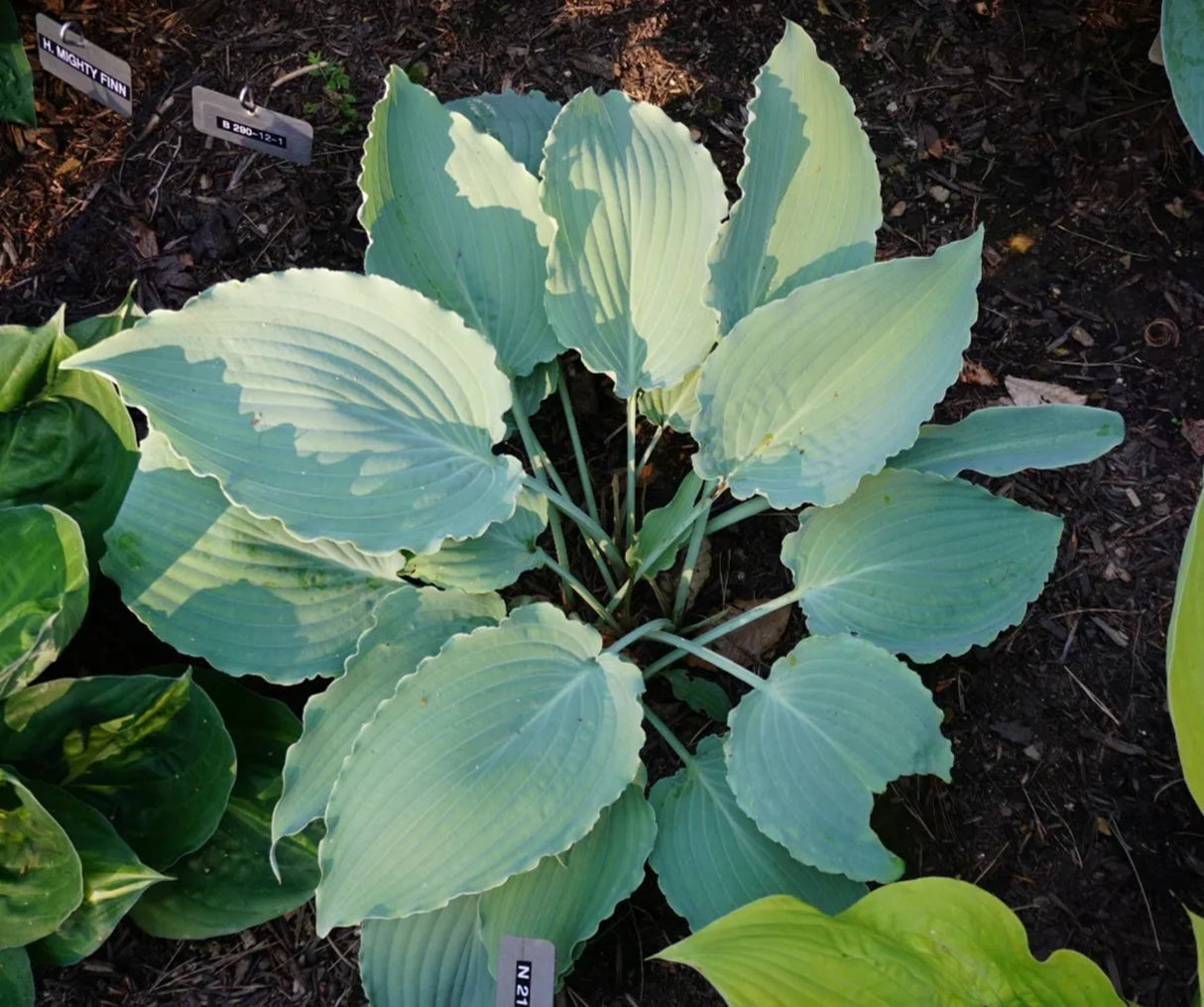 Chiller Hosta