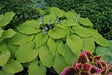 Choo Choo Train Hosta