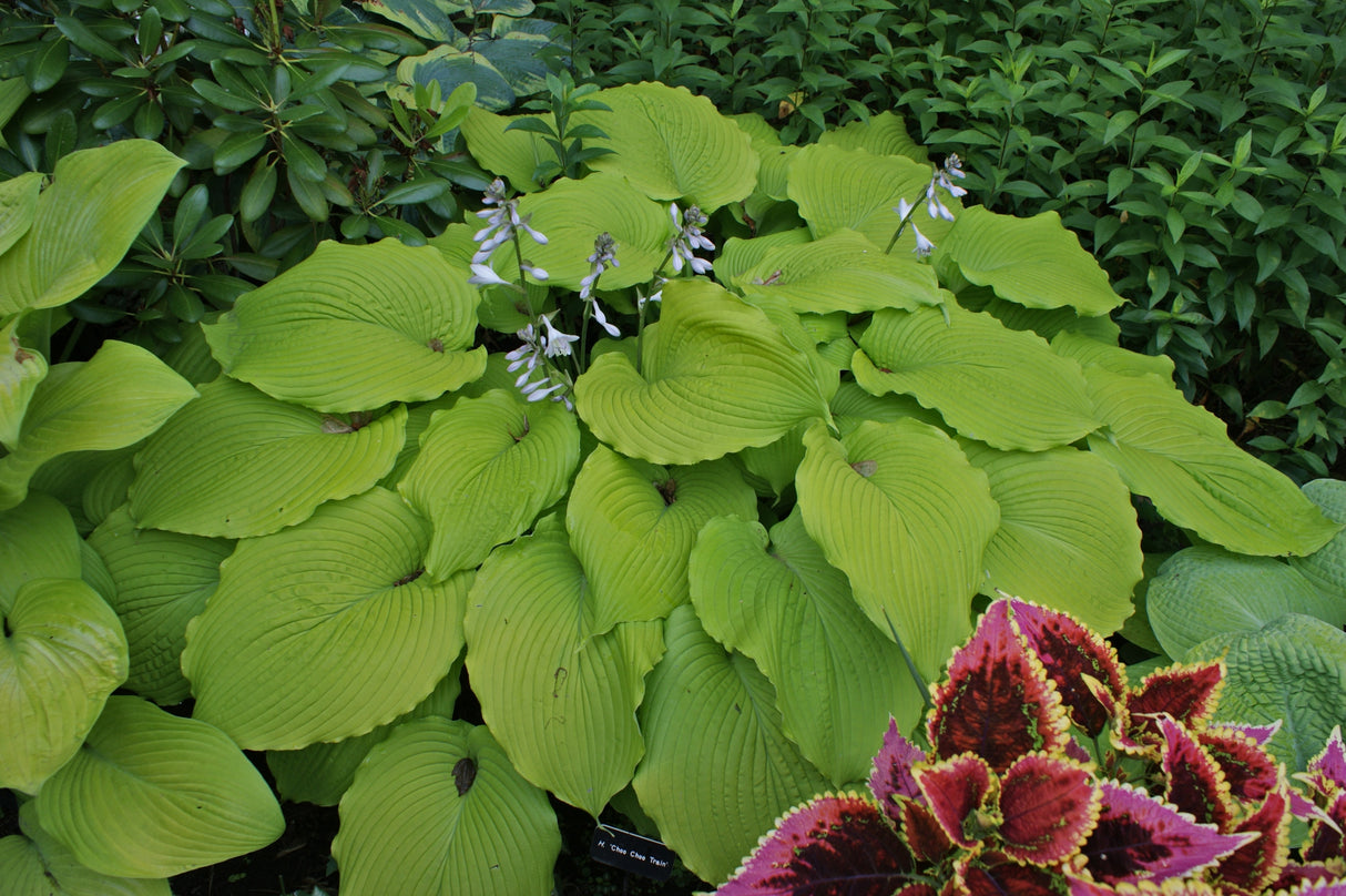 Choo Choo Train Hosta