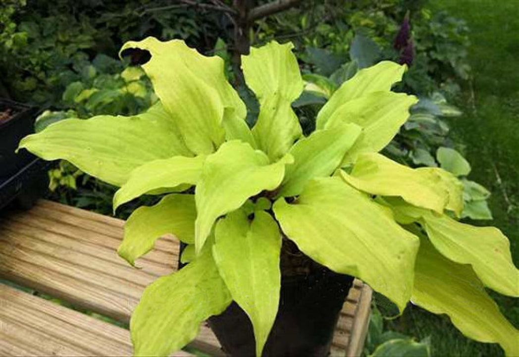 Chris' Gelber Liebling Curtesy of The Hosta Library