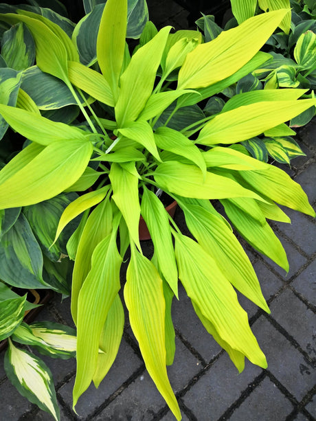 Chris' A Lalalala Long Hosta