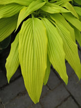 Chris' A Lalalala Long Hosta