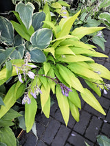 Chris' A Lalalala Long Hosta