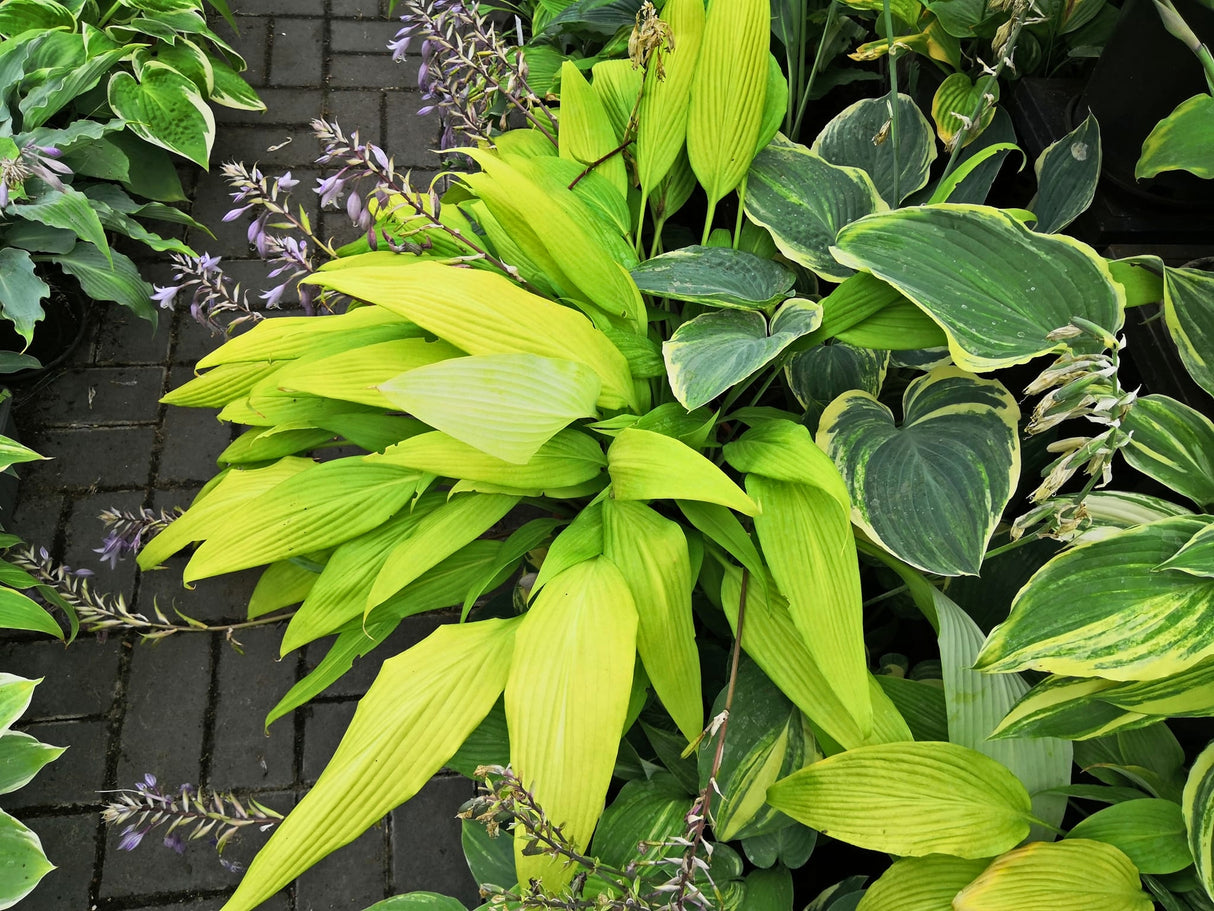 Chris' A Lalalala Long Hosta