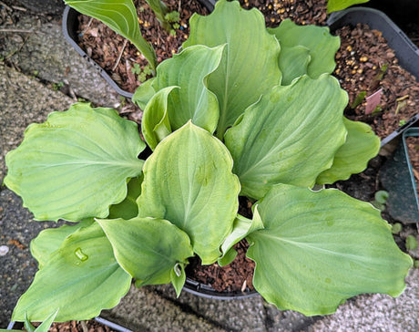 Chris' Alien Species Hosta